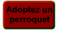 Adoptez un perroquet