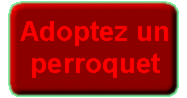 Adoptez un perroquet
